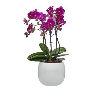 Nude Glass Mono Vase